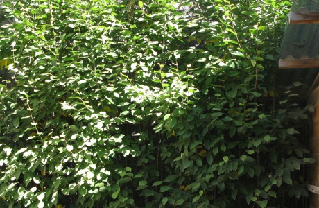 hornbeam hedge